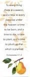 BOOKMARK - Ecclesiastes 3:1-2 (10-Pack)